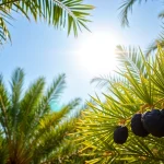 Harvesting fresh Ajwa Dates from a palm tree, showcasing their rich black skin and healthy appearance.