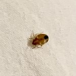 Discreet Bed Bug Pest Control With Unmarked Vans