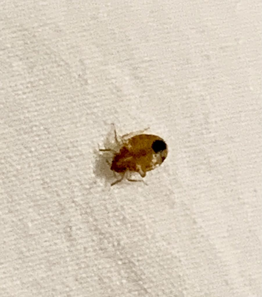 Discreet Bed Bug Pest Control With Unmarked Vans